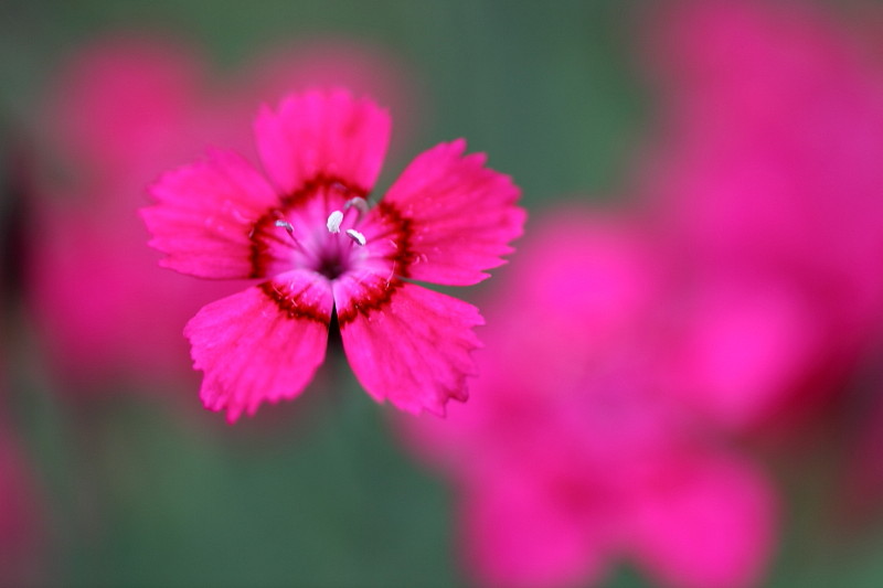 Ein Traum von Lilla Bild 9