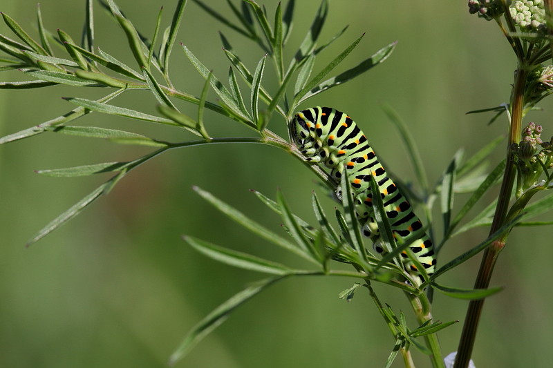 Schwalbenschwanzraupe