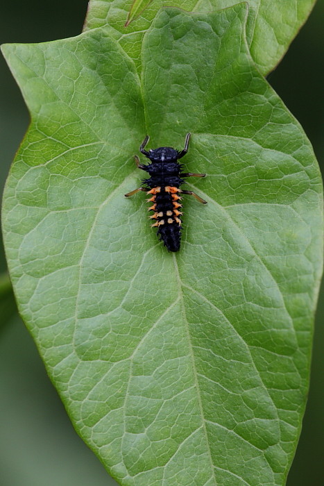 Asiatische Marienkäferlarve