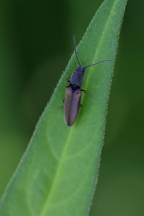Schnellkaefer Athous vittatus