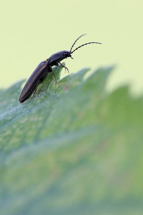 Schnellkaefer Athous vittatus