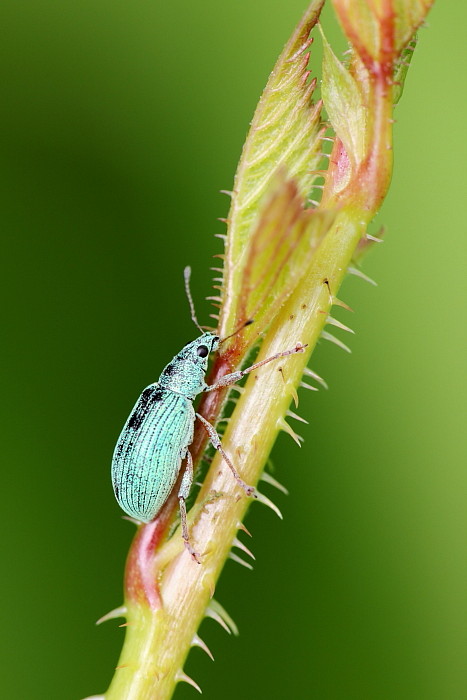 Seidiger Glanzrüssler