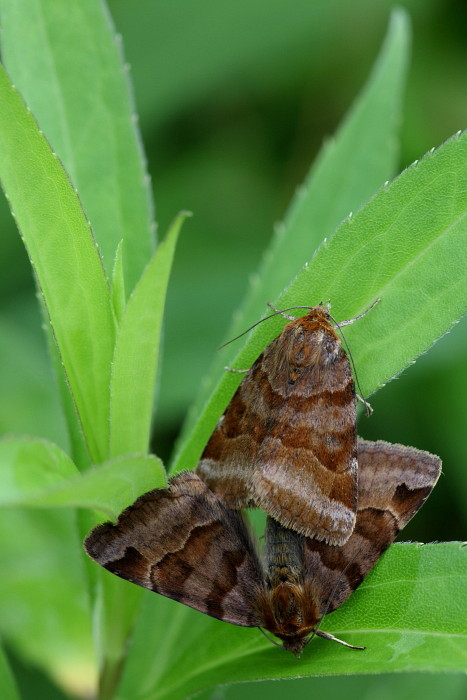 Braune Tageule Paarung