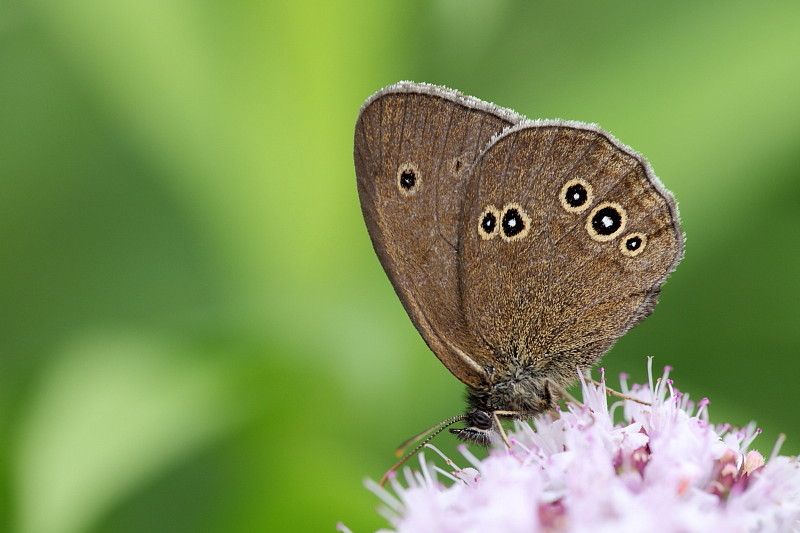 Brauner Waldvogel Bild 2
