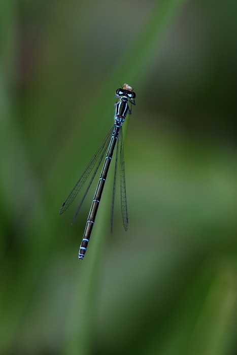 Hufeisen Azurjungfer