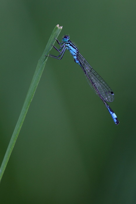 Hufeisen Azurjungfer