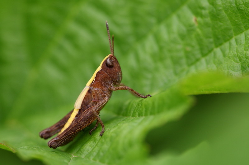 Nicht bestimmte Heuschrecke
