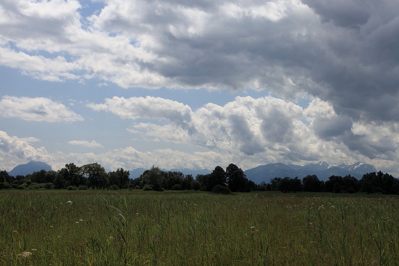 Riedlandschaften im Juni Bild 2