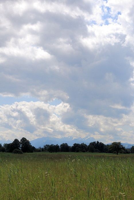 Riedlandschaften im Juni Bild 3