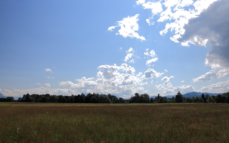 Riedlandschaften im Juni Bild 8