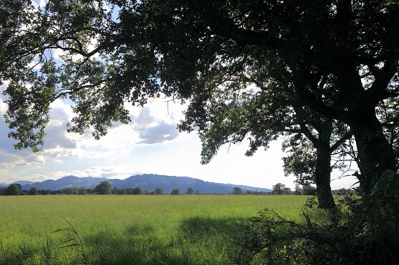 Riedlandschaften im Juni Bild 14