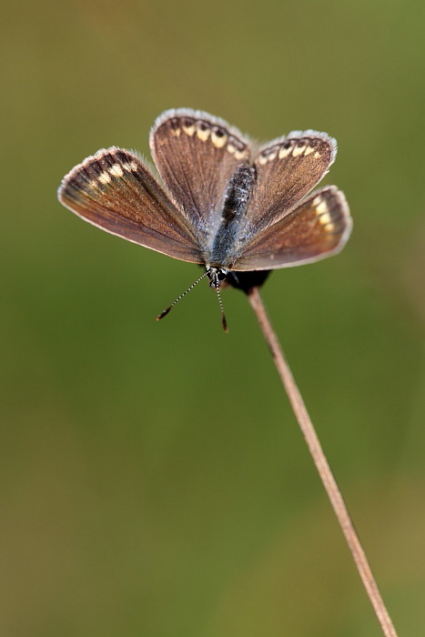 Heuhechelbläuling weiblich Oberseite
