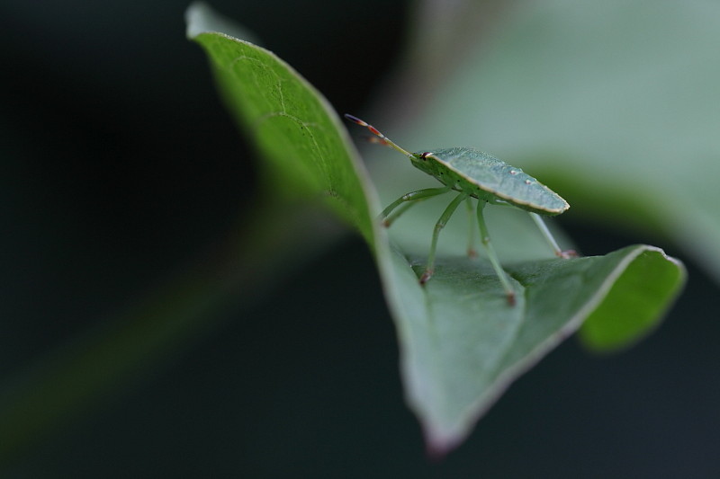Larve der grünen Stinkwanze Bild 2