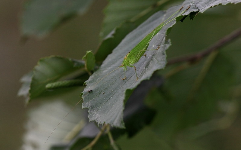 Gemeine Sichelschrecke
