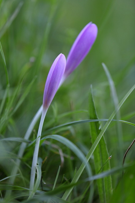 Herbstzeitlosen-Serie Bild 3