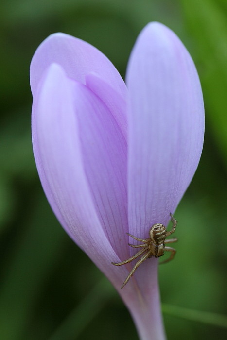 Herbstzeitlosen-Serie Bild 4