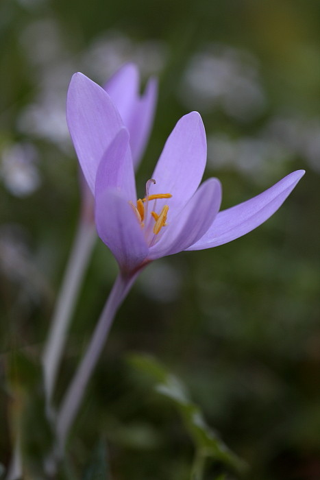 Herbstzeitlosen-Serie Bild 6