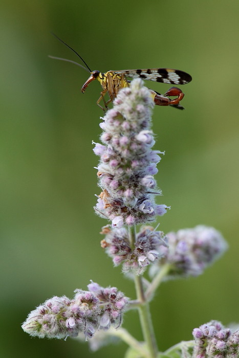 Skorpionsfliege männlich