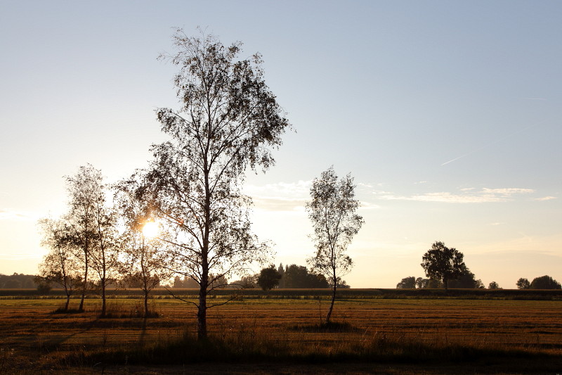 Am Abend im Gebiet Rohrspitz Bild 1
