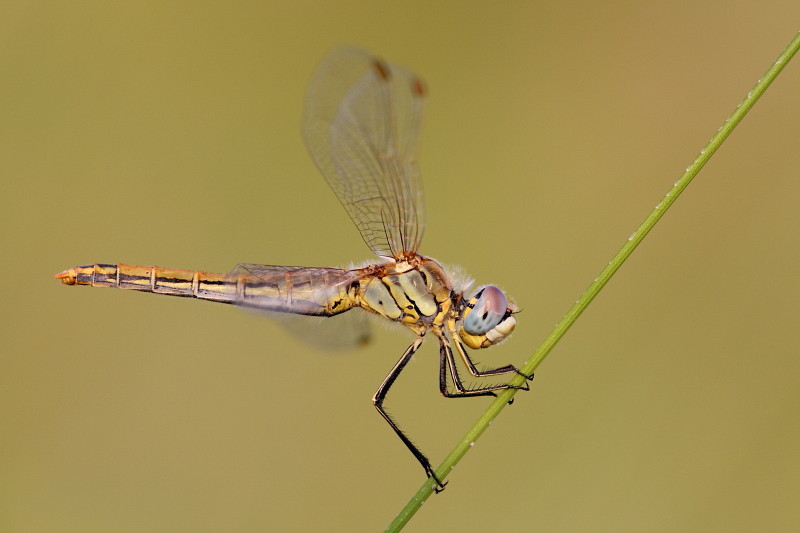 Frühe Heidelibelle 1