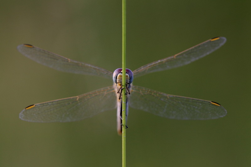 Frühe Heidelibelle 2