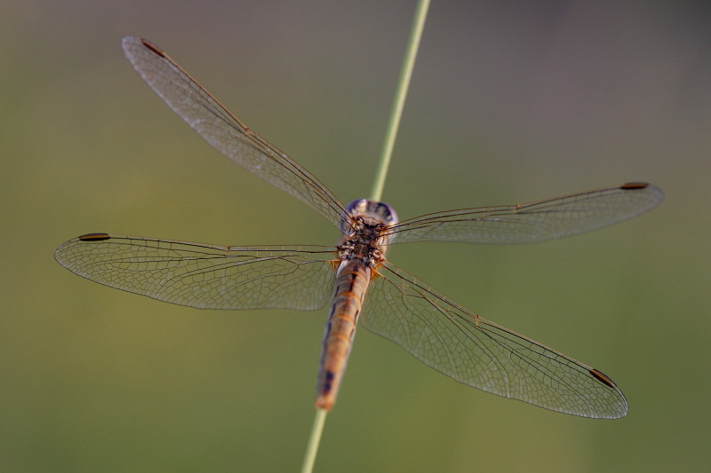 Frühe Heidelibelle 3
