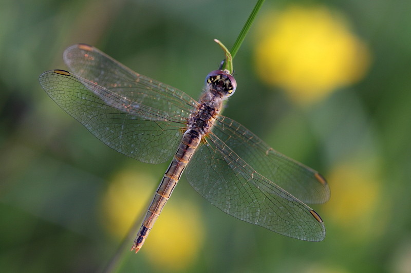 Frühe Heidelibelle 4