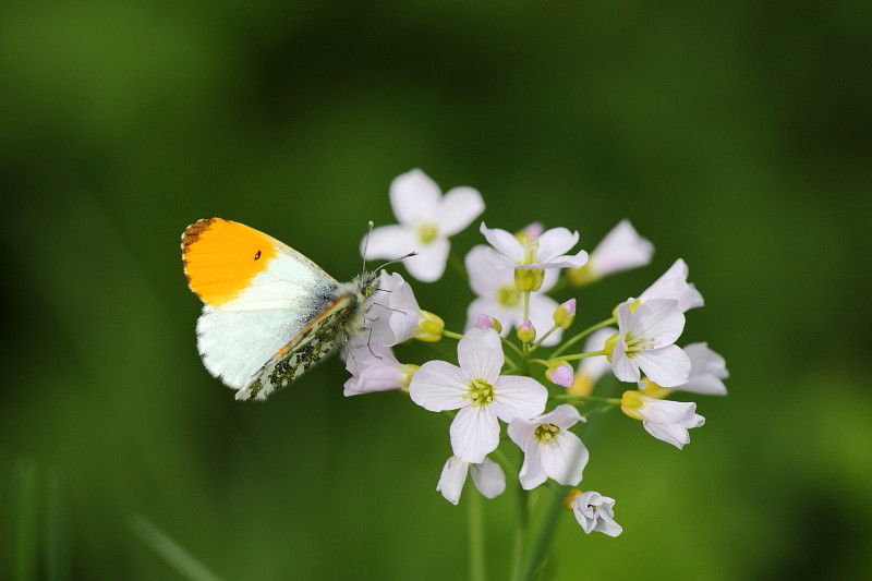 Männlicher Aurorafalter