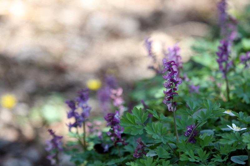 Hohler Lerchensporn 1