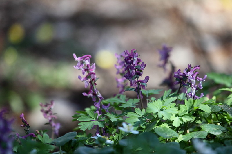 Hohler Lerchensporn 2