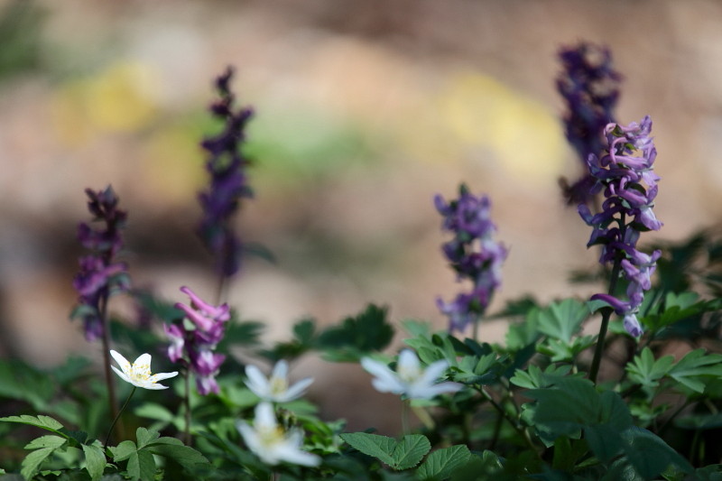 Hohler Lerchensporn 3