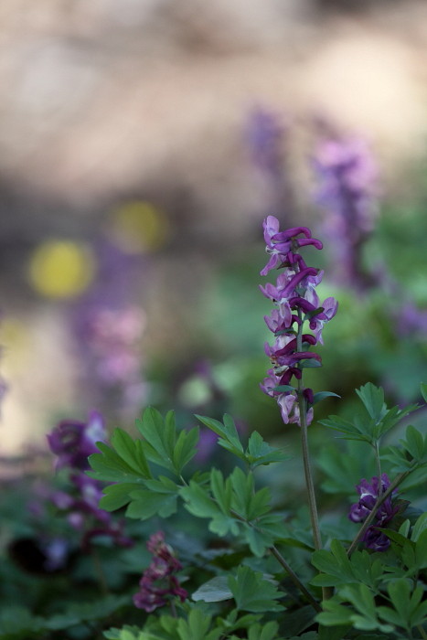 Hohler Lerchensporn 4