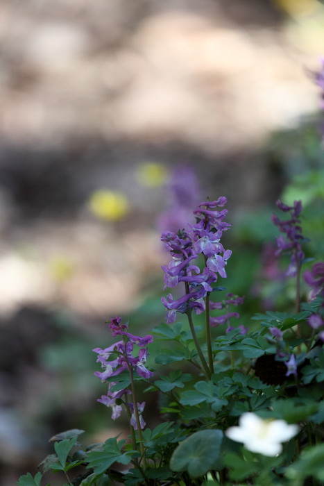 Hohler Lerchensporn 5