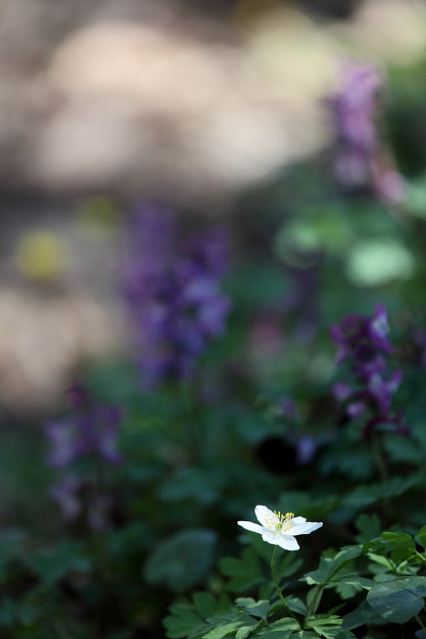 Hohler Lerchensporn 6