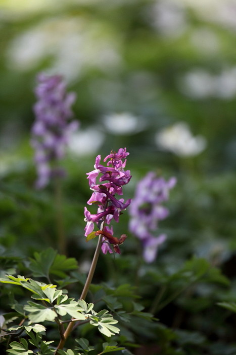 Hohler Lerchensporn 7