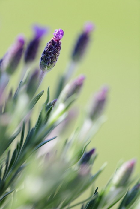 Lavendel 2