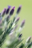 Lavendel 2