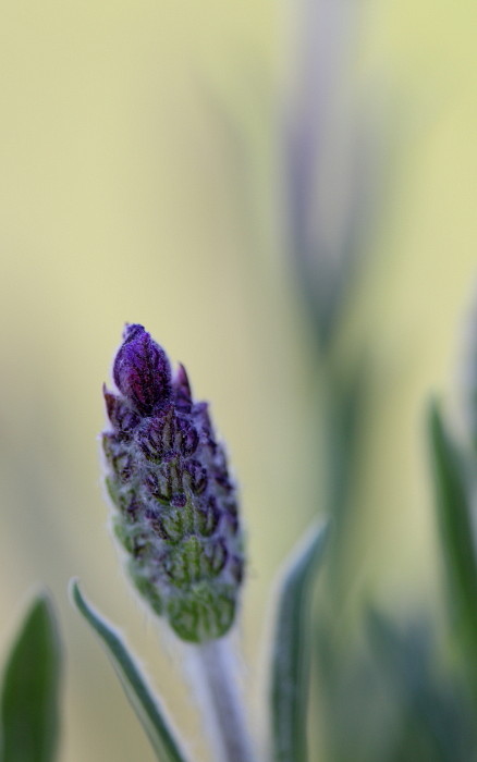 Lavendel 3
