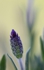 Lavendel 3