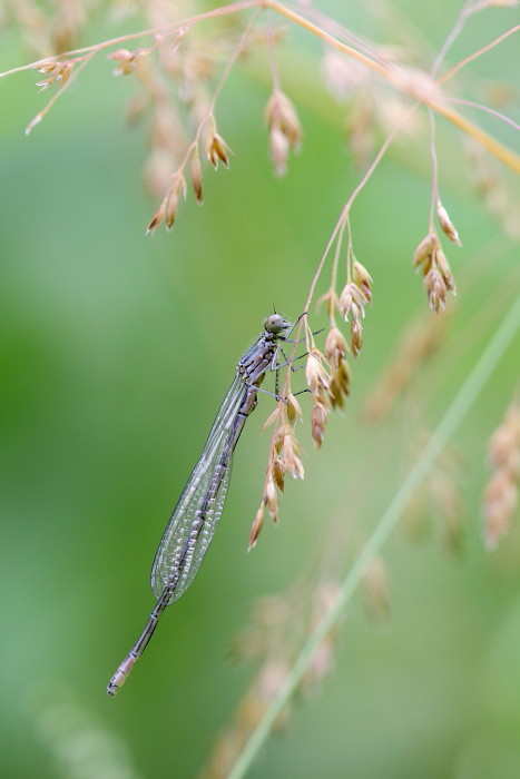 Hufeisen-Azurjungfer weiblich 1