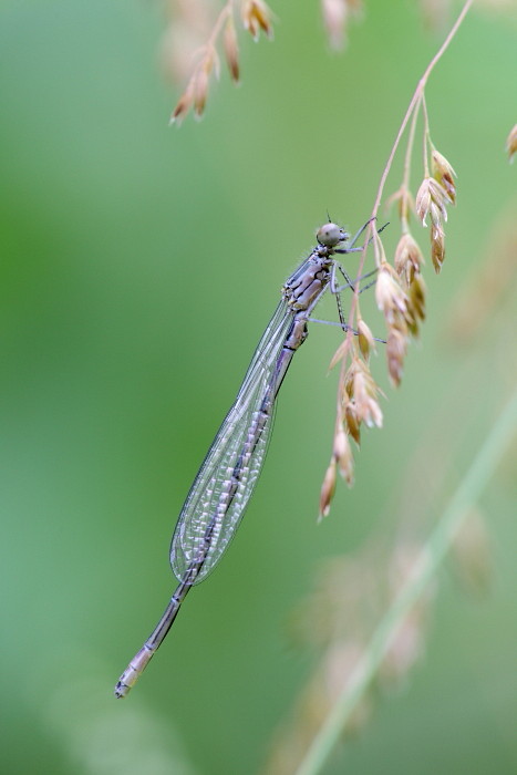 Hufeisen-Azurjungfer weiblich 2