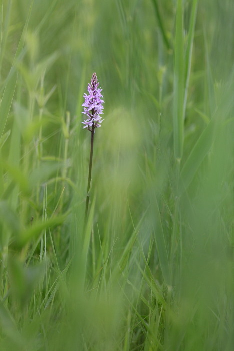 Knabenkraut nicht bestimmt 1