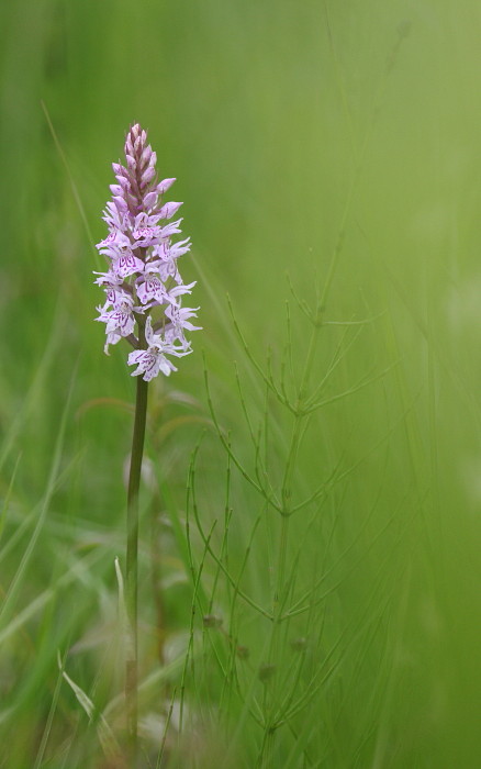 Knabenkraut nicht bestimmt 2