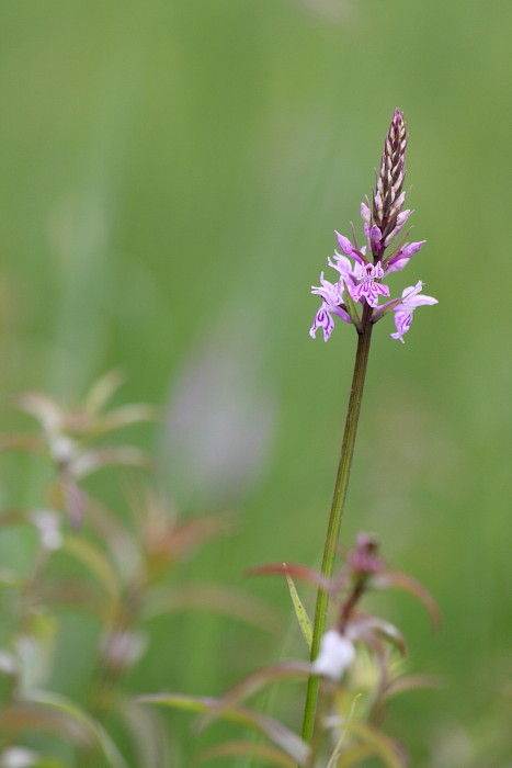 Knabenkraut nicht bestimmt 3