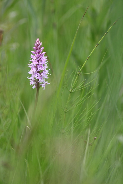 Knabenkraut nicht bestimmt 4