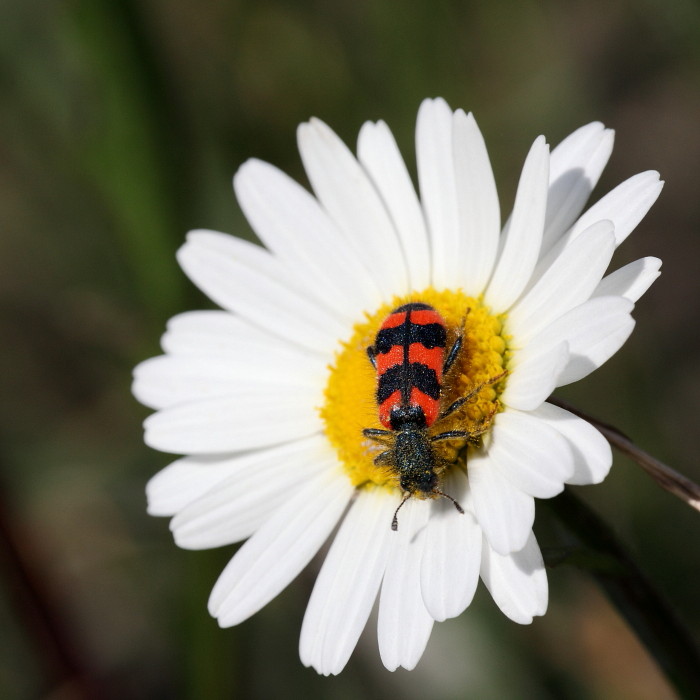 Zottiger Bienenkäfer 1