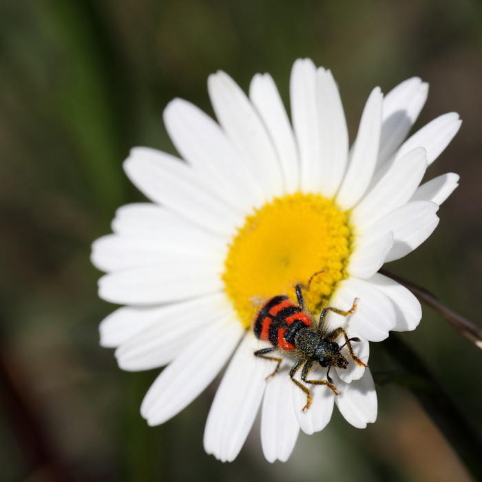 Zottiger Bienenkäfer 1