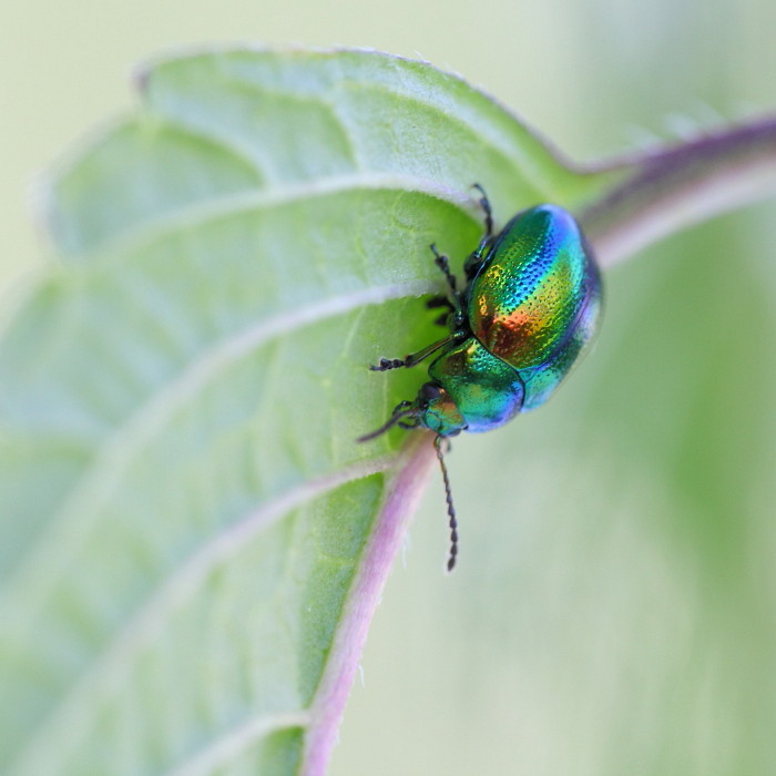 Minzeblattkäfer