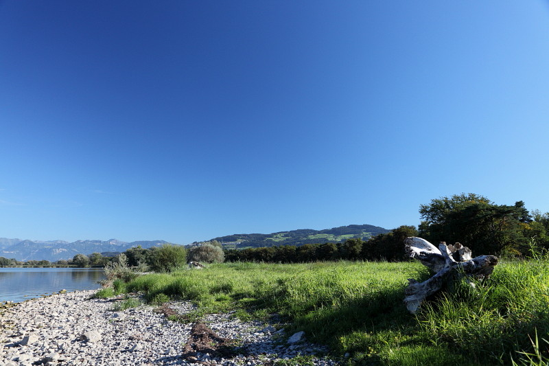 Im Rheinholz mit den Schwänen 1