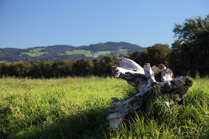 Im Rheinholz mit den Schwänen 2